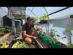Growing melons in a polytunnel, cold-frame and low tunnels in the UK
