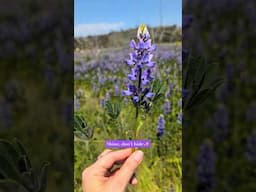 Nature shares wise and loving messages with us every day #poetry #naturelovers #affirmation #lupines