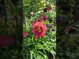 Quick Walk Through My May Garden!