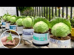 Without Spending a Penny, This Is How I Grow High-Yield Cabbage –Anyone Can Do It!