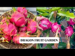 Dragon Garden Makeover, Growing Dragon Fruit from Cutting
