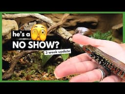 The Realities Of Owning A Fire Skink | FIRST 3 WEEKS