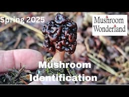 Spring Mushroom Identification 2025- Morels vs False Morels