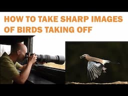 HOW TO GET SHARP IMAGES OF BIRDS TAKING OFF