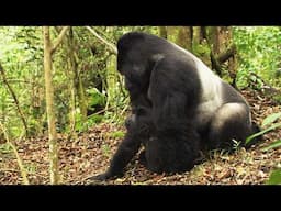 Extreme Mating Rituals in Nature (4K Documentary)