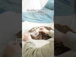 Cats VS Treat Tower