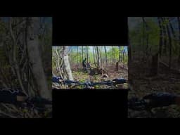 Lighting struck tree blocking the trail! Watch OUT! #mtb #dji #traildanger #mtblife #trailriding