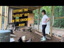 Day In My Life, Guinea Foul, Silkie Chickens, Birds, Garden, Flowers, @ourforeverfarm
