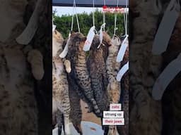 WATCH: Cat killing competition is back! ⚠️