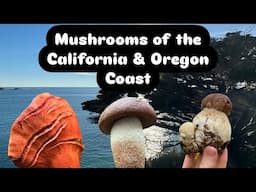 Mushroom Foraging & Identification in California and Oregon with Dr. Gordon Walker