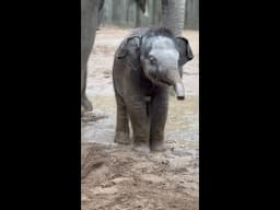 Baby elephant Jet takes a mud bath at Saint Louis Zoo