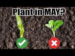 What Vegetables to Plant in MAY 2025