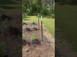 Top Three Tomato Trellising Tips!