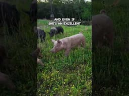 It Sounds Harsh But If She Wont Graze #pasturedpigs
