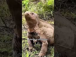 Recaban nuevos datos en las Islas Galápagos para conservar a la singular iguana rosada
