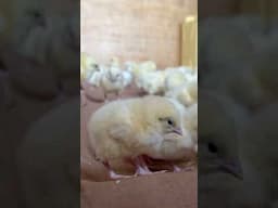 Brooding Day old Chicks Is Easy #farmingasabusiness #freerangechickens #chickenfarming #chicken