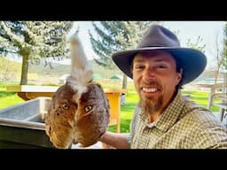 Our Final Days of Packing in Montana Before Our Journey North to Alaska