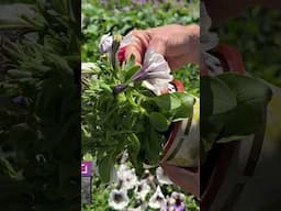 Petunia: My TOP 10 annuals #garden #plantssparkjoy #gardendesign #flowers #gardenideas