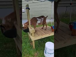 How To Milk A Goat In The Rain