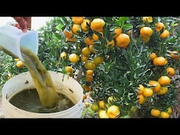 MORRIA E NÃO SABIA: Apenas 1 copo faz CARREGAR DE TANTOS FRUTOS (Laranja o ano todo)