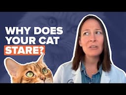 Why Your Cat Stares at You