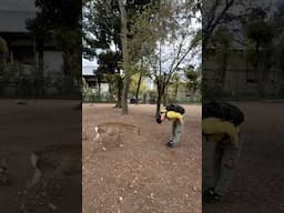 UNIQUE things that ONLY happen in Japan 🇯🇵