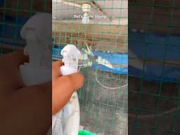 Summer season Care Cockatiel birds#birds #shorts #summertime #lovebirds #viralvideo #parrot #pets
