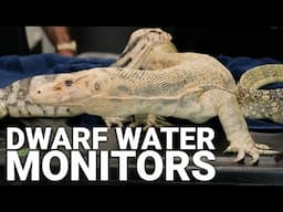 World’s Smallest Water Monitors? Kevin McCurley’s Next-Level Breeding Project!