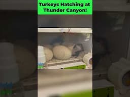 Turkey Hatching in Our Incubator🦃 Will it make it after losing power?
