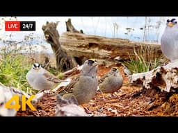 🔴 24/7 LIVE: Cat TV NO ADS 😺 Hopping Birds and Squirrels 4K Cat Games HDR
