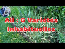 6 Variétés d'Ail Méconnues