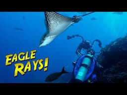 A Quest for EAGLE RAYS in the Galapagos!  Can we find them??
