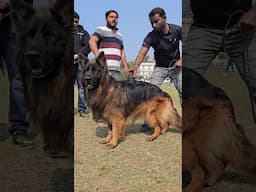 German shepherd 😍🐕 #feedshorts #shorts #trendingshorts
