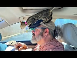 When curiosity takes full control of the cat 😹 Silly and Funny Cats Video