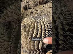 Copiapoa neighborhood in the Atacama desert