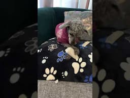 My Dog's Daily Toilet Paper Treasure Hunt Adventure