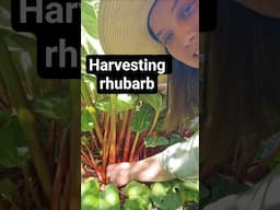 Harvesting rhubarb #extension #rhubarb #food #gardening #gardeningtips