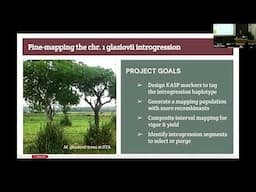 Seren Villwock: Investigating ... cassava breeding for improved provitamin A content and dry yield