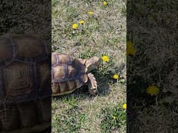BUY THIS INSTEAD OF A LAWN MOWER! SULCATA TORTOISE #reptiles