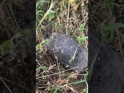 Turtle on the Hill of the Muses