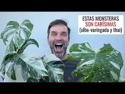 LAS PLANTAS DE MIS SUEÑOS (+:160€): guía Monstera Albo variegada y Thai constellation || en20metros