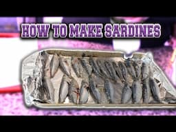 MASSIVE Sardine Recipe That Will Change Your Mind About Fish!