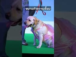 ชบาแก้วสาวหวานเจี๊ยบ #jerhigh #cat #สุนัขตำรวจ #scottishfold #news #cutecat #animals