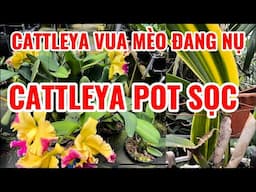 #cattleya lan cattleya pot lá sọc, cattleya pupura-0834608769- LAN RỪNG LÂM ĐỒNG