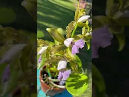 Orchid bloom mareeba tiger ceorulea #melissalovesorchids