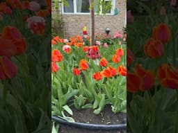 Mis tulipanes en primavera 🌹🌷🌷
