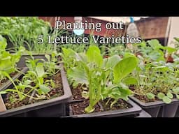 Planting out 5 Varieties of Lettuce.