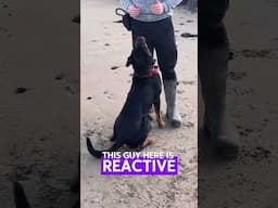 Do you have leverage over your dog? #dogtraining