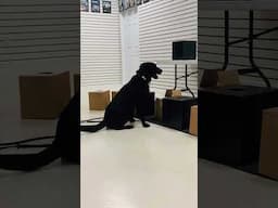 Join us for more K9BSD training videos and upcoming seminars. #nosework #K9BSD #nacsw #sportingdogs