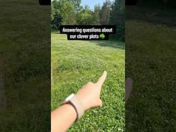 Answering questions about our clover plots!☘️     #homestead #clover #pollinators #country